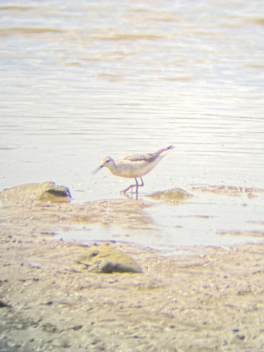Wilson's Phalarope - ML640674290