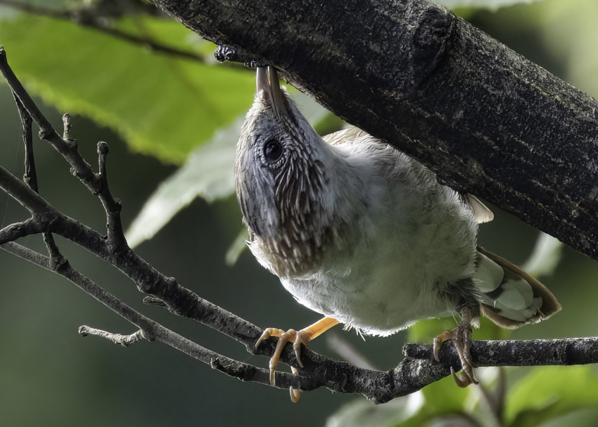 Indochinese Yuhina - ML640674307