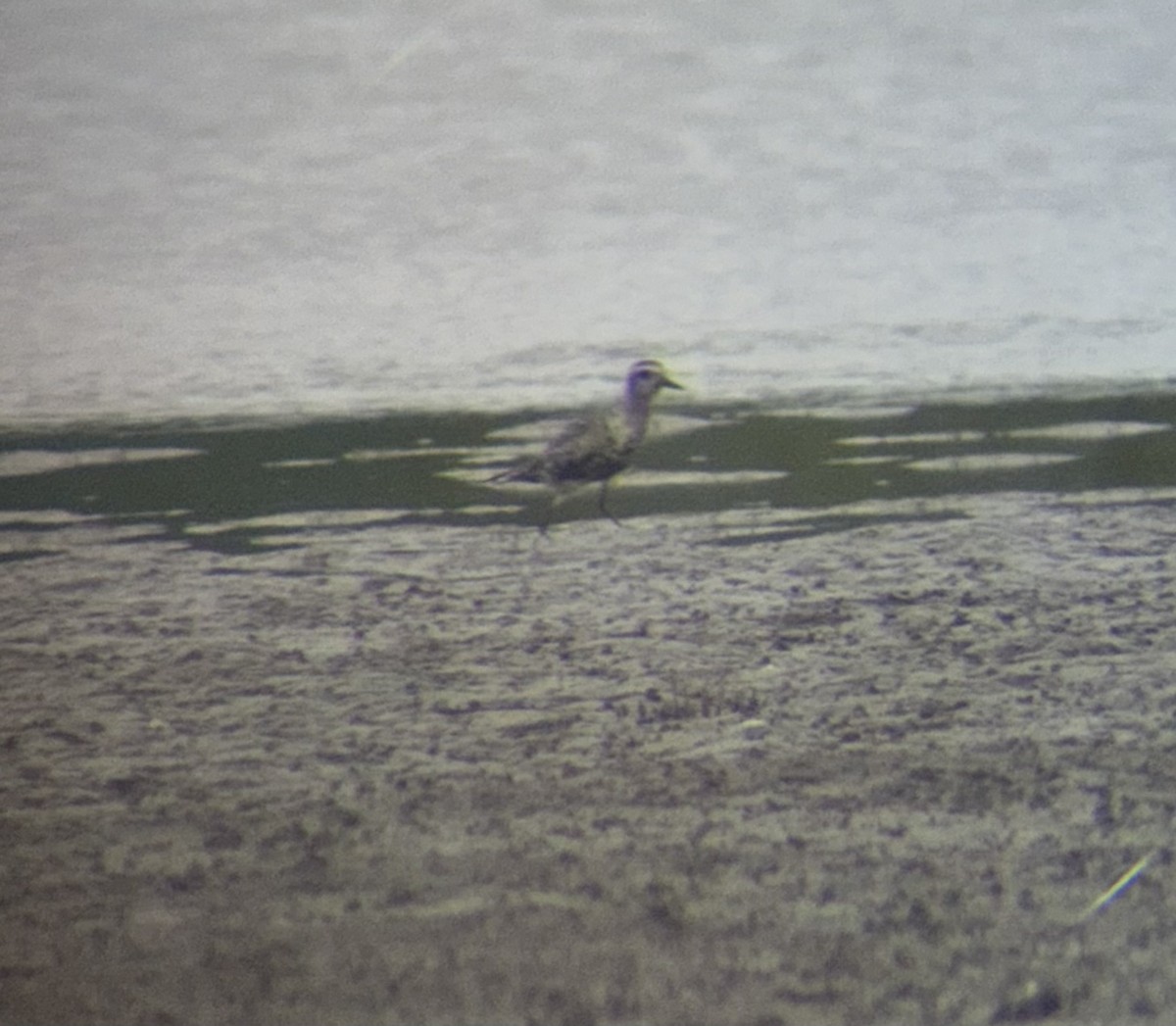 American Golden-Plover - ML640674308