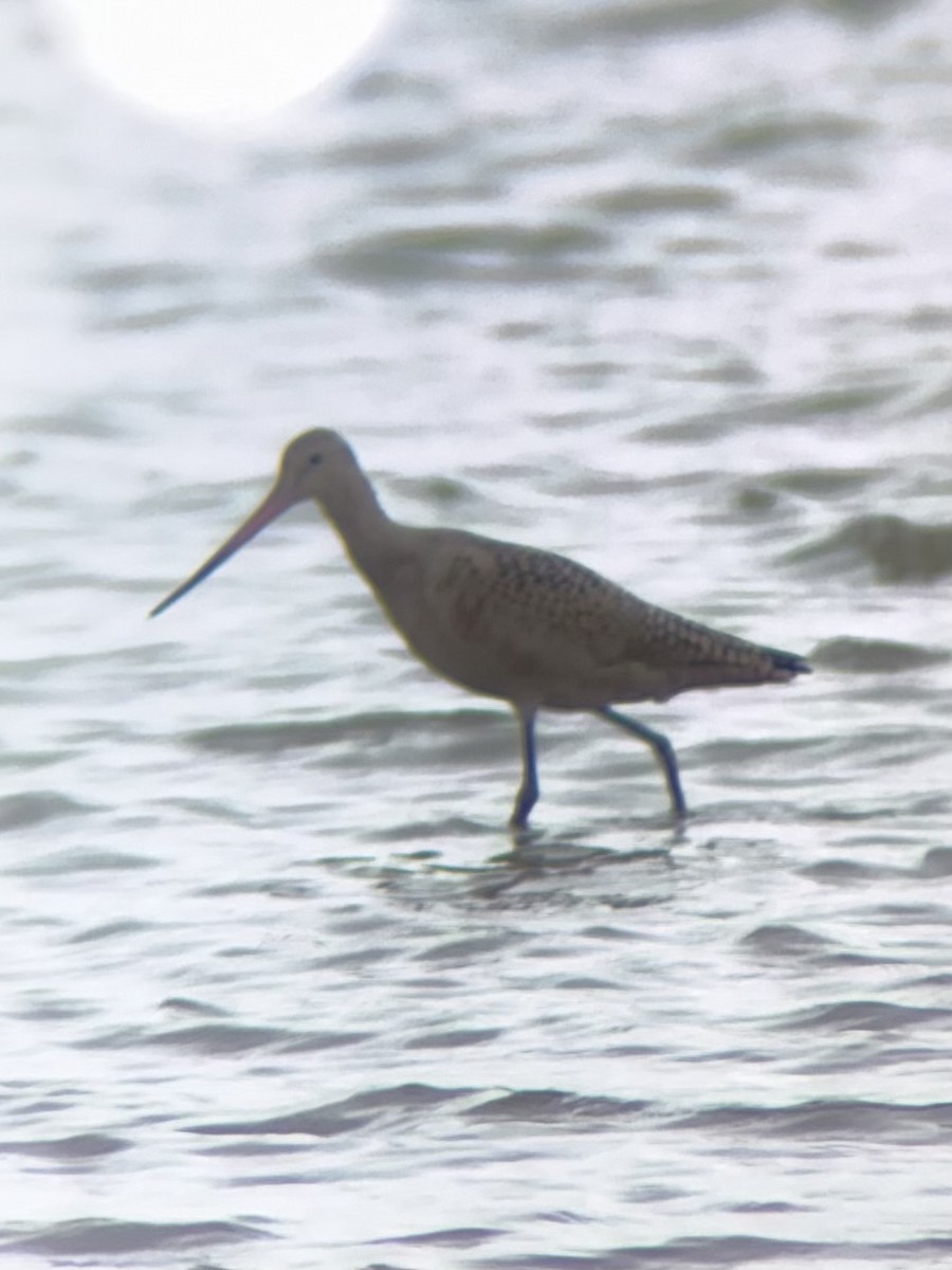 Marbled Godwit - ML640674310