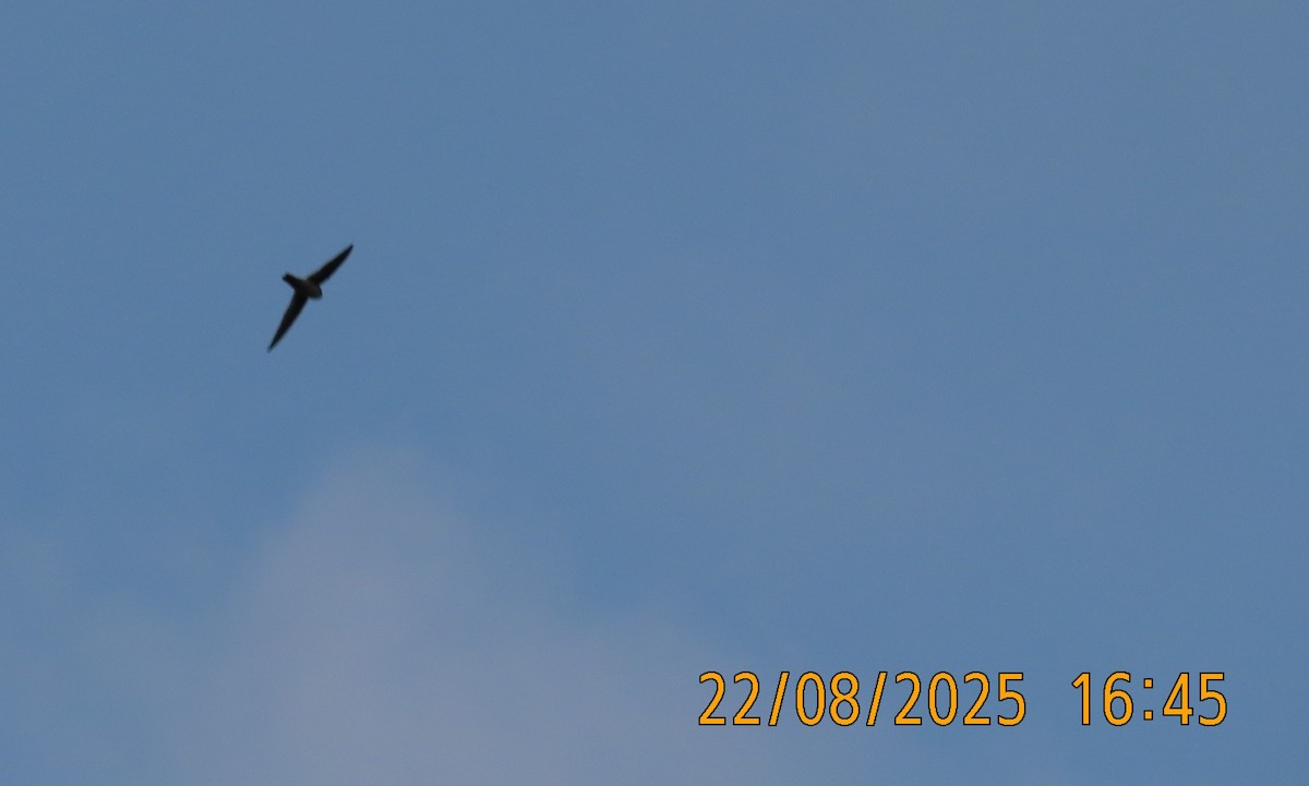 Australian Swiftlet - ML640674313