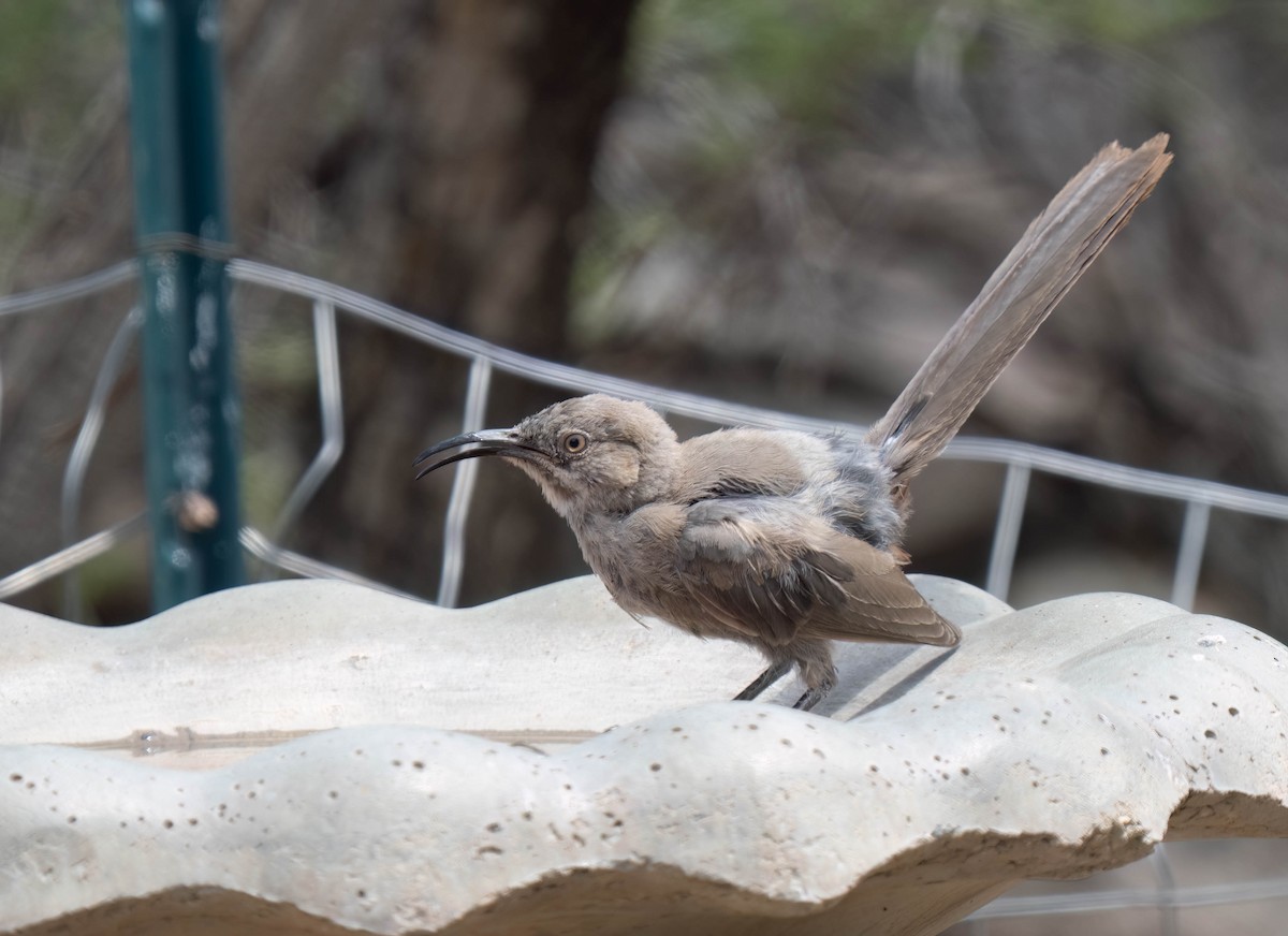 Crissal Thrasher - ML640674350