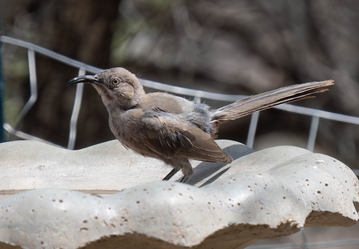 Crissal Thrasher - ML640674353