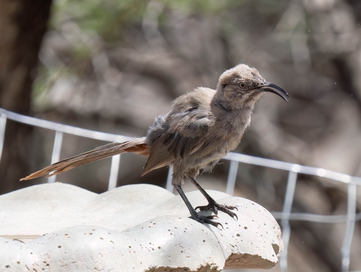 Crissal Thrasher - ML640674354