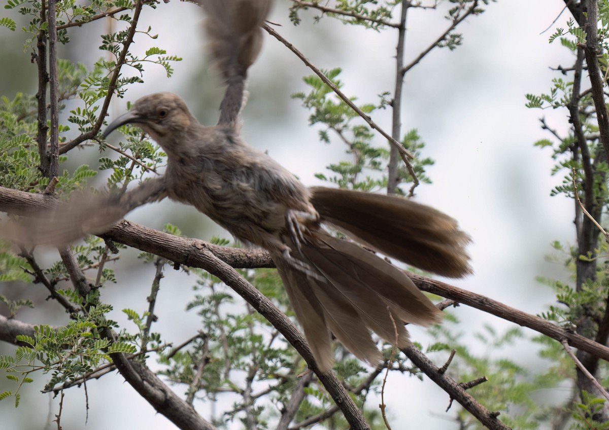 Crissal Thrasher - ML640674356