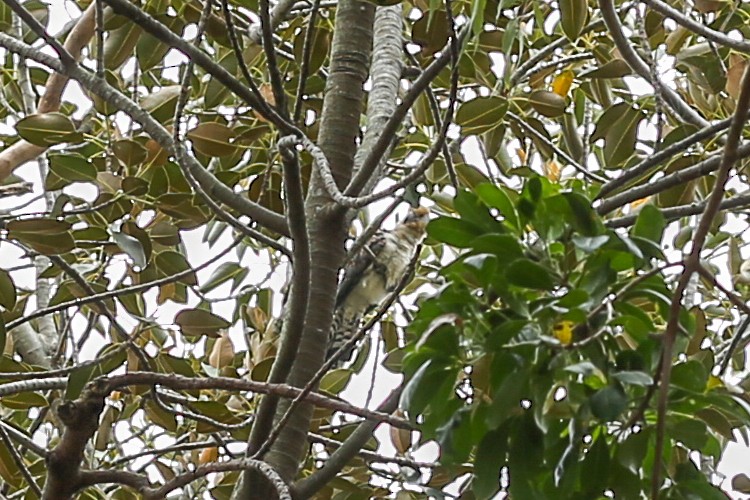 Channel-billed Cuckoo - ML640674369