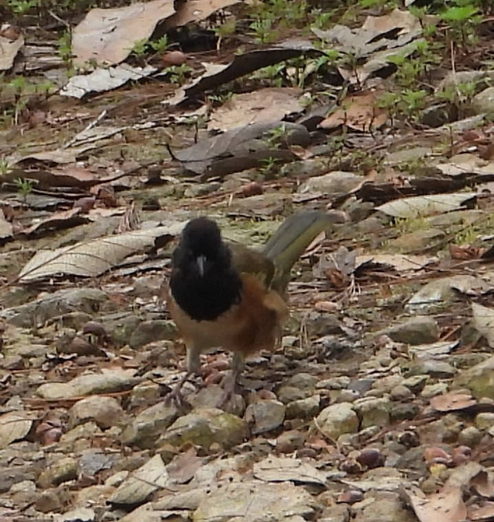 Spotted Towhee - ML640674372