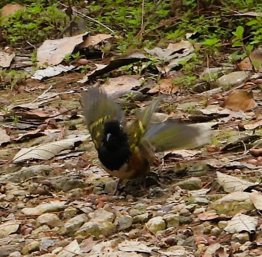 Spotted Towhee - ML640674373