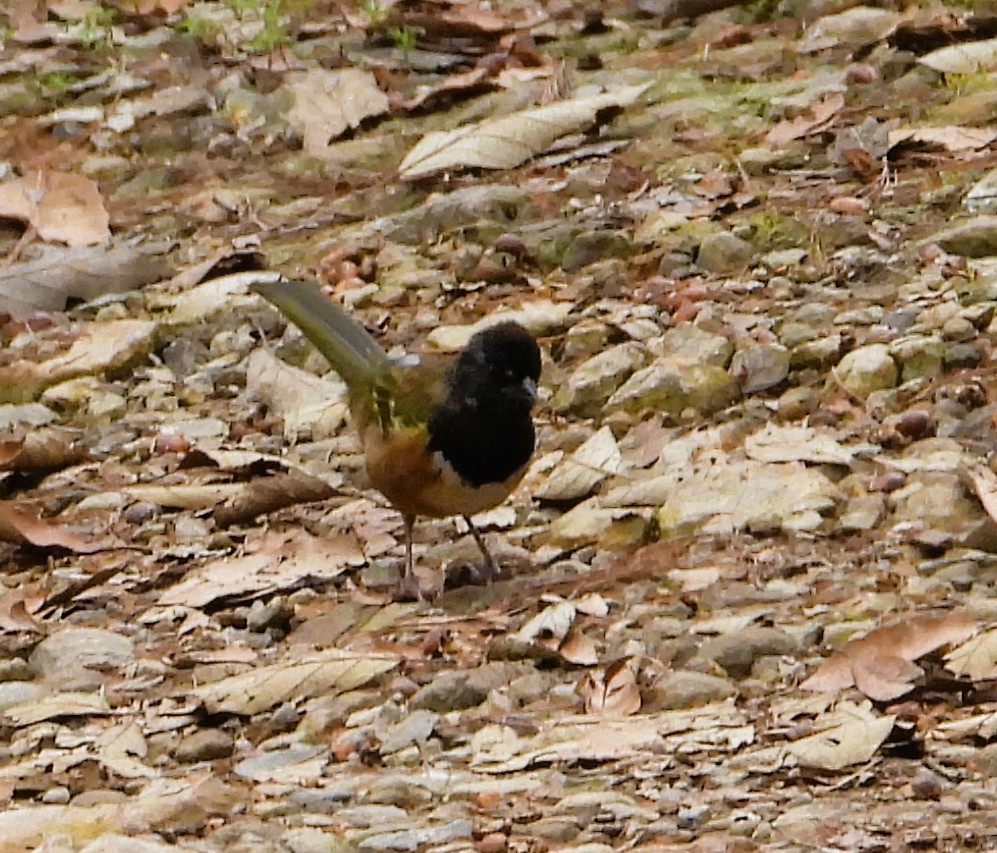 Spotted Towhee - ML640674374