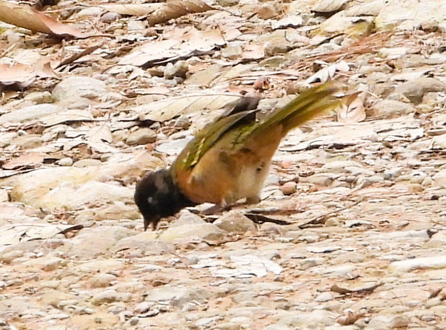 Spotted Towhee - ML640674375