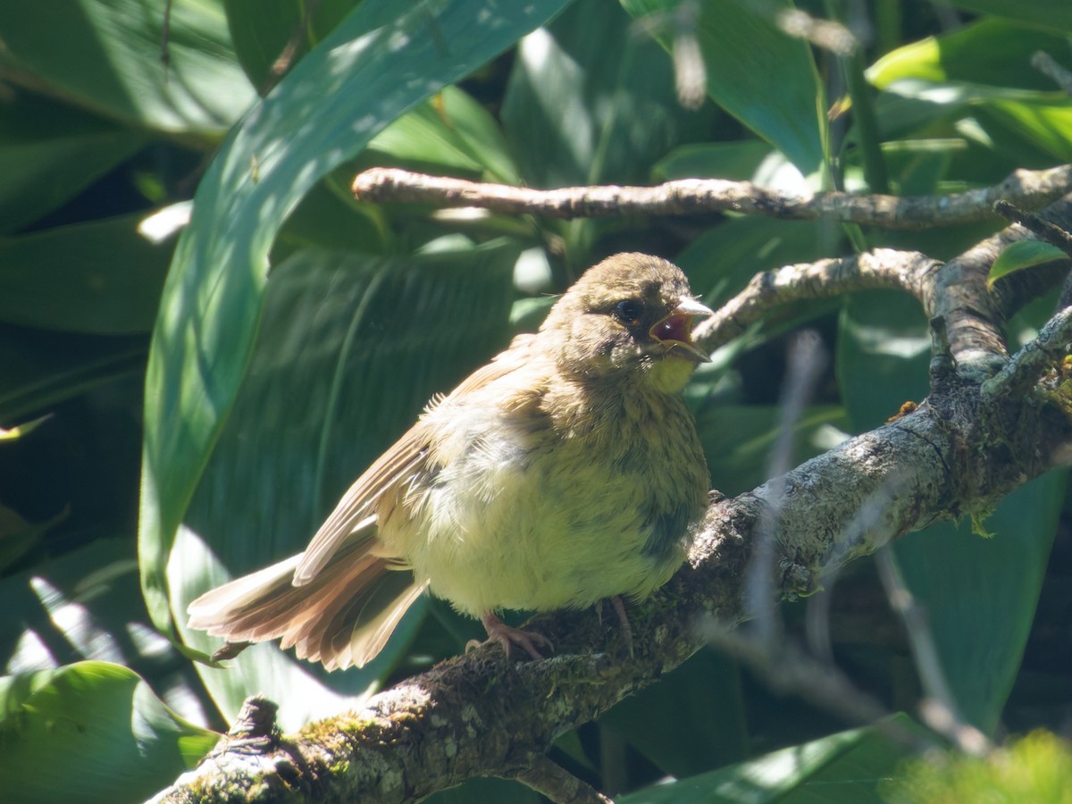 Masked Bunting - ML640674382