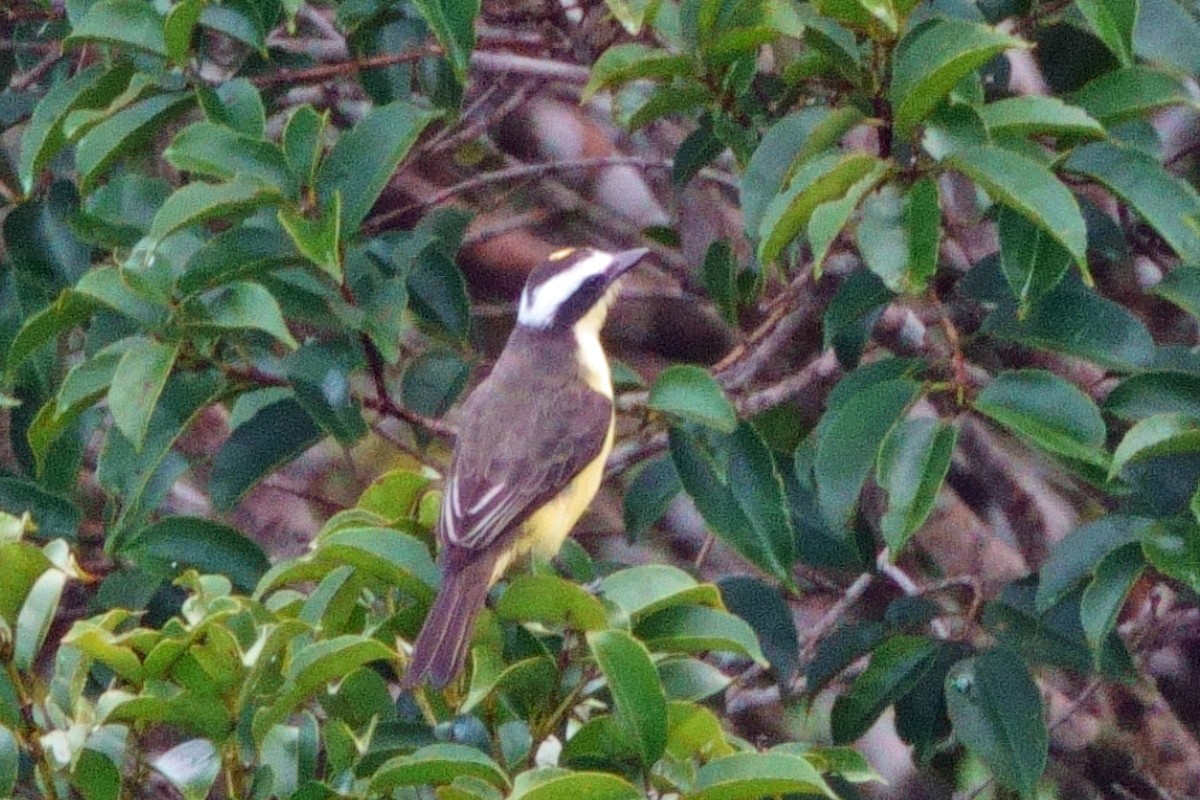 Yellow-throated Flycatcher - ML640674388