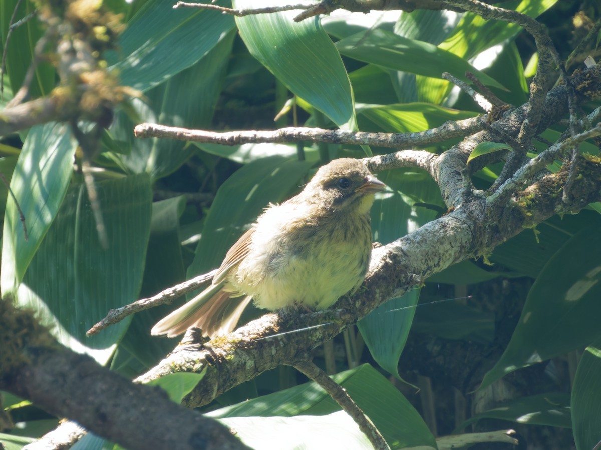 Masked Bunting - ML640674419