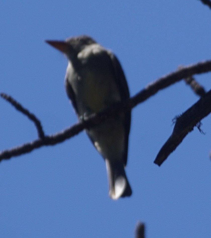 Greater Pewee - ML640674473
