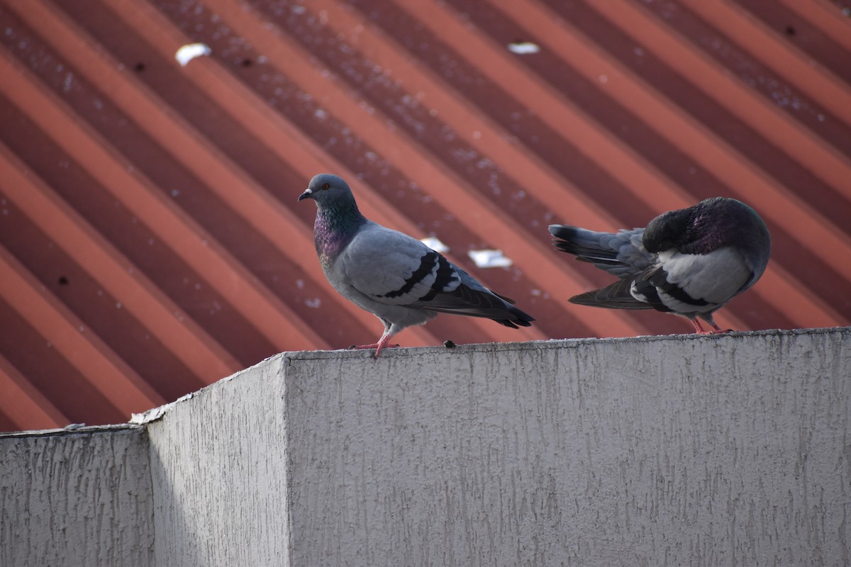 Rock Pigeon (Feral Pigeon) - ML640674495