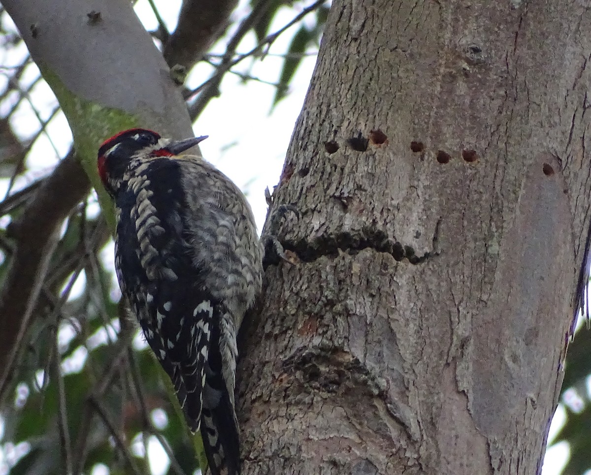 Red-naped Sapsucker - ML640674634