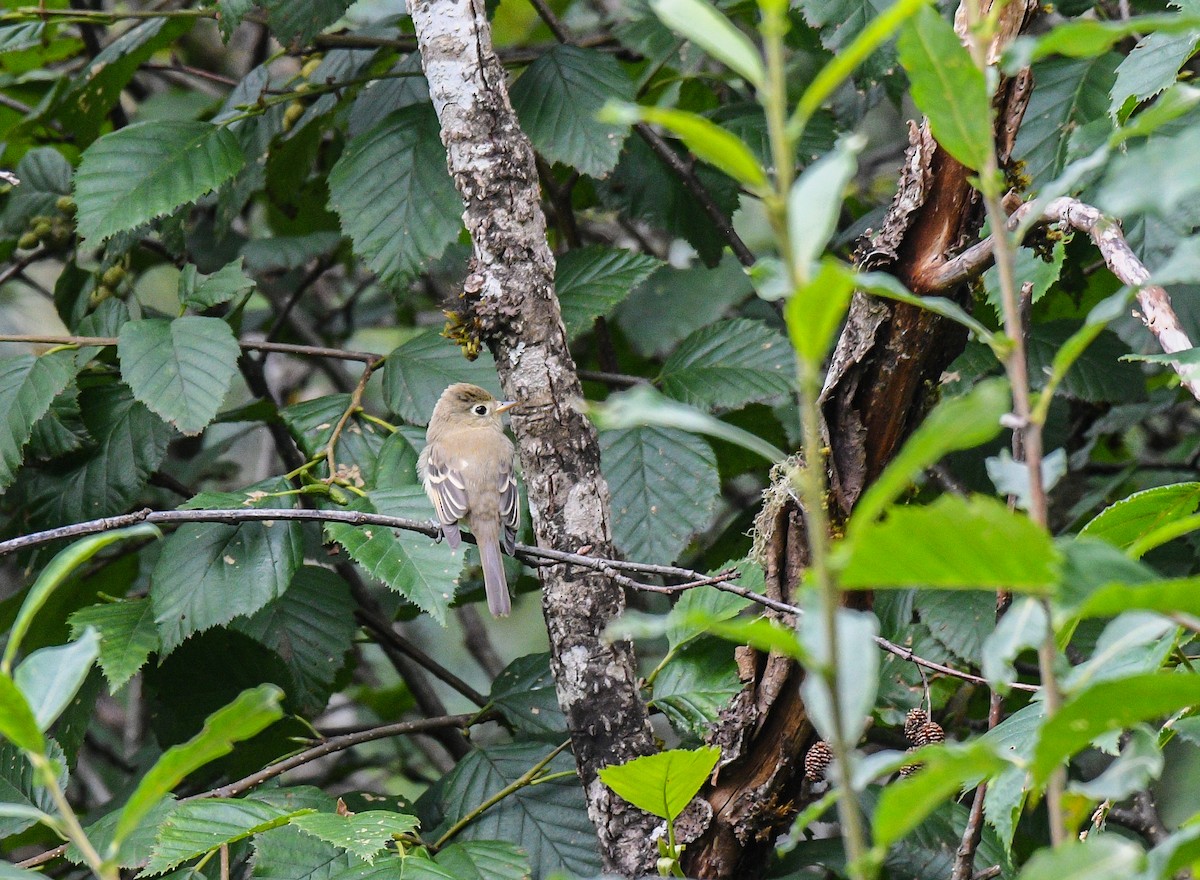 Western Flycatcher - ML640674640
