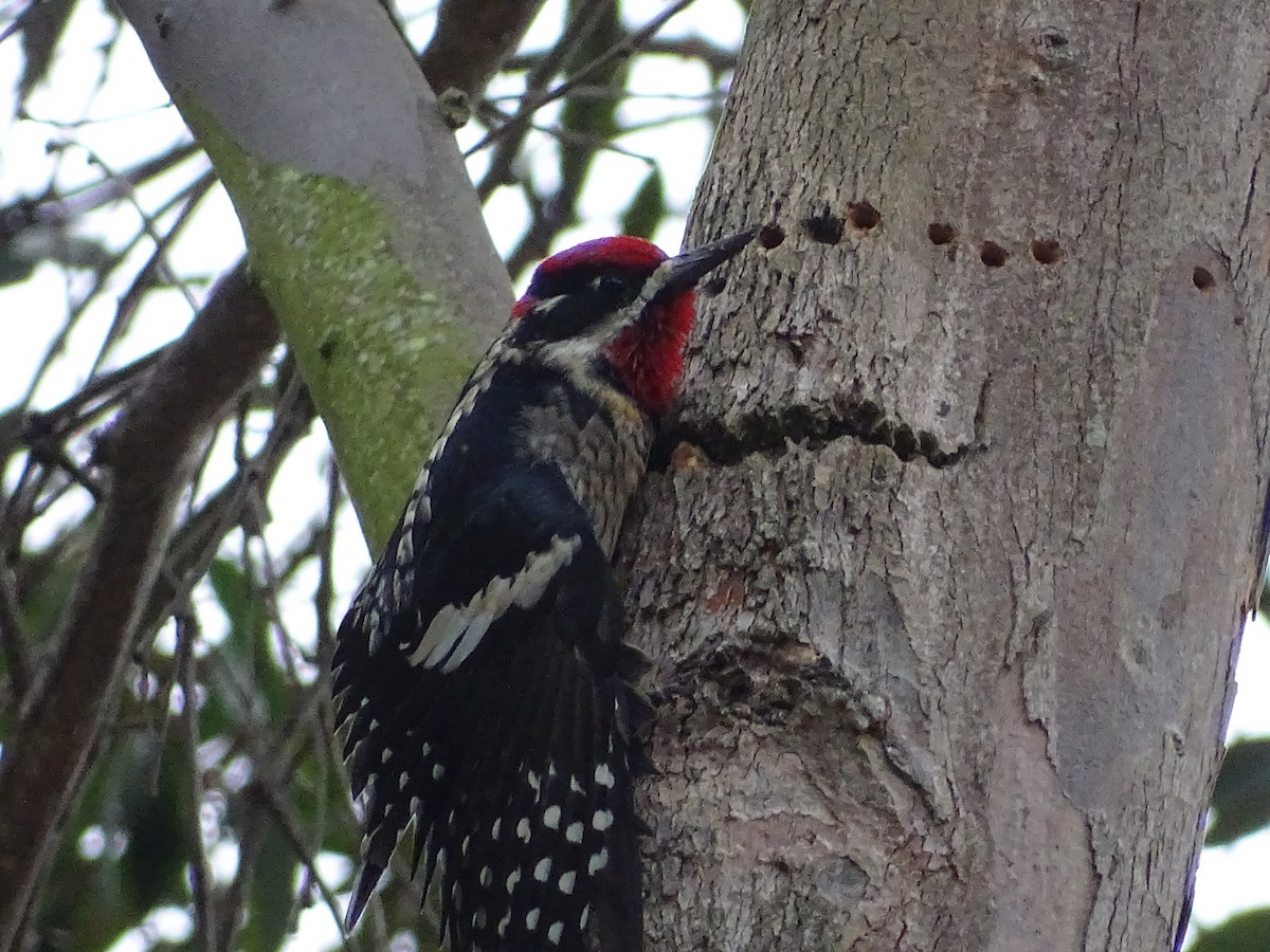 Red-naped Sapsucker - ML640674643