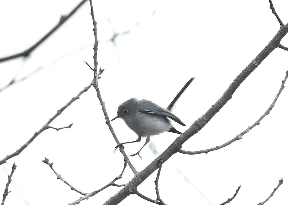 Blue-gray Gnatcatcher - ML640674646