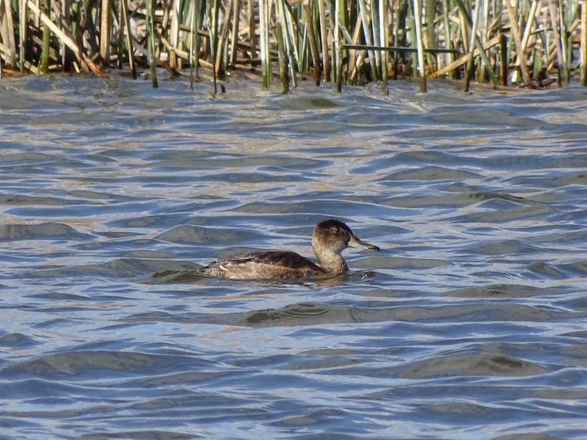 Black-headed Duck - ML640674663