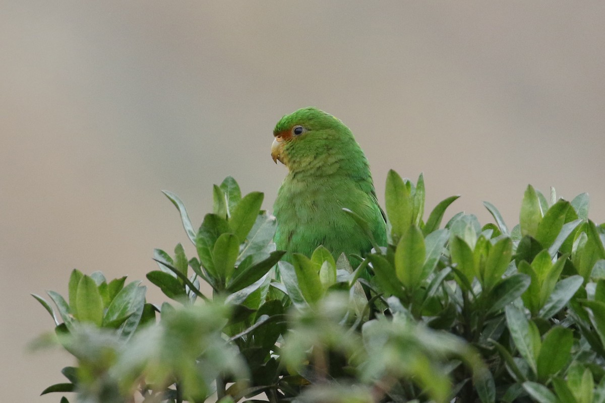 Rufous-fronted Parakeet - ML640674698