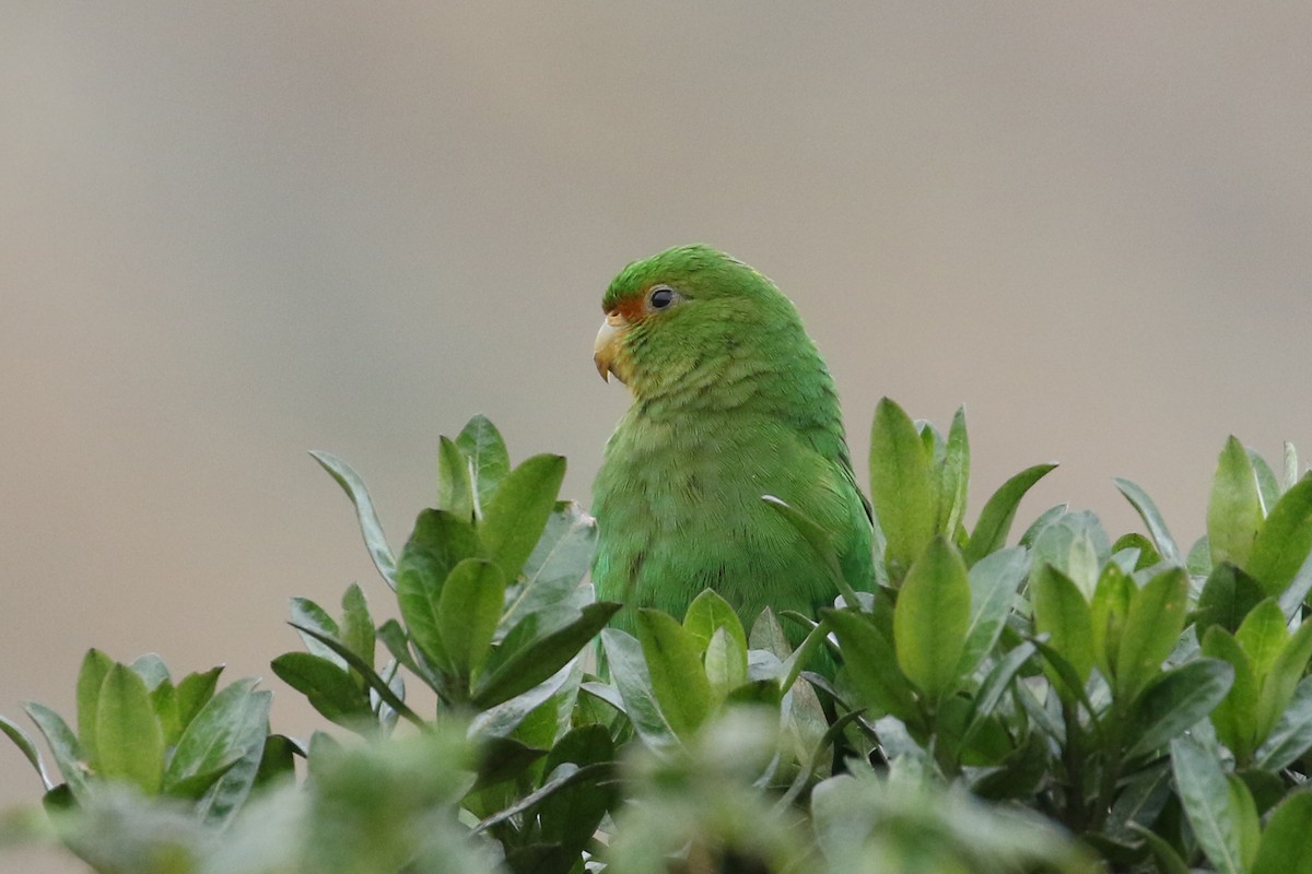 Rufous-fronted Parakeet - ML640674699