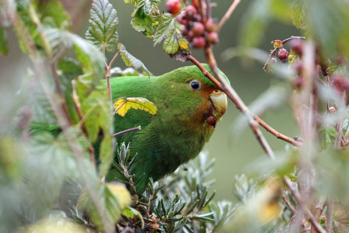 Rufous-fronted Parakeet - ML640674700