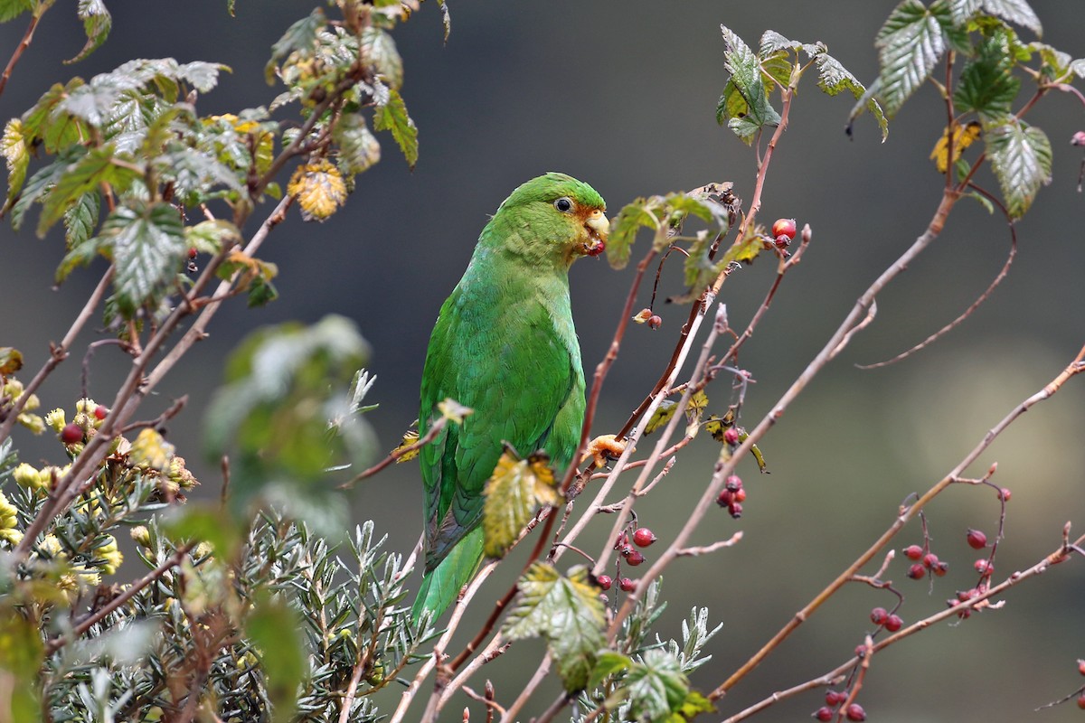 Rufous-fronted Parakeet - ML640674701