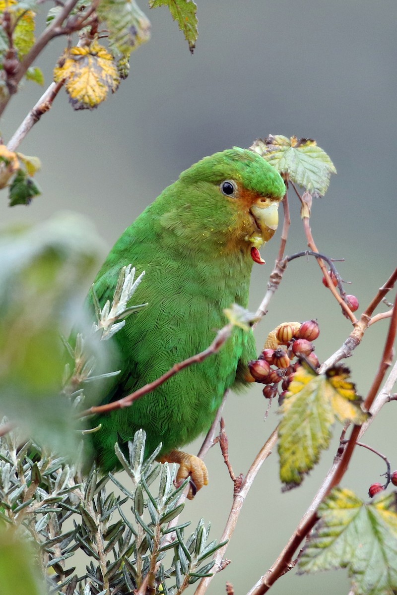 Rufous-fronted Parakeet - ML640674702