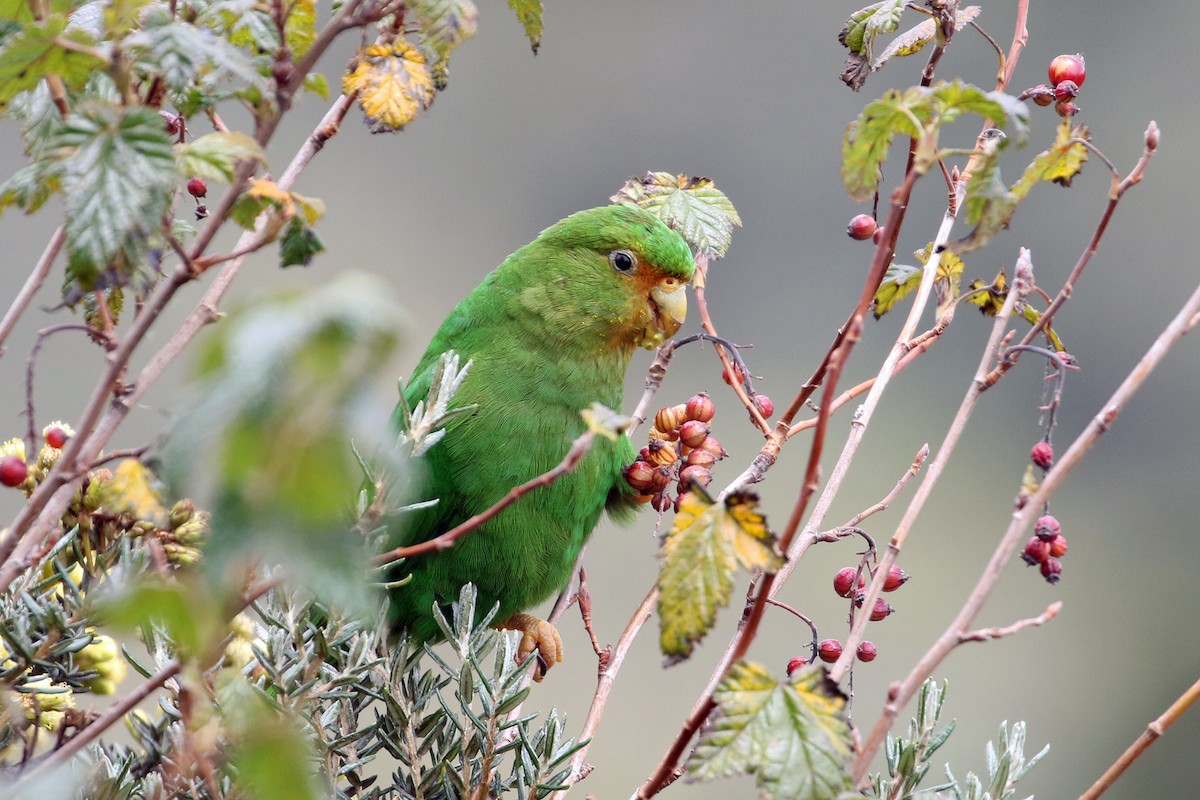 Rufous-fronted Parakeet - ML640674703