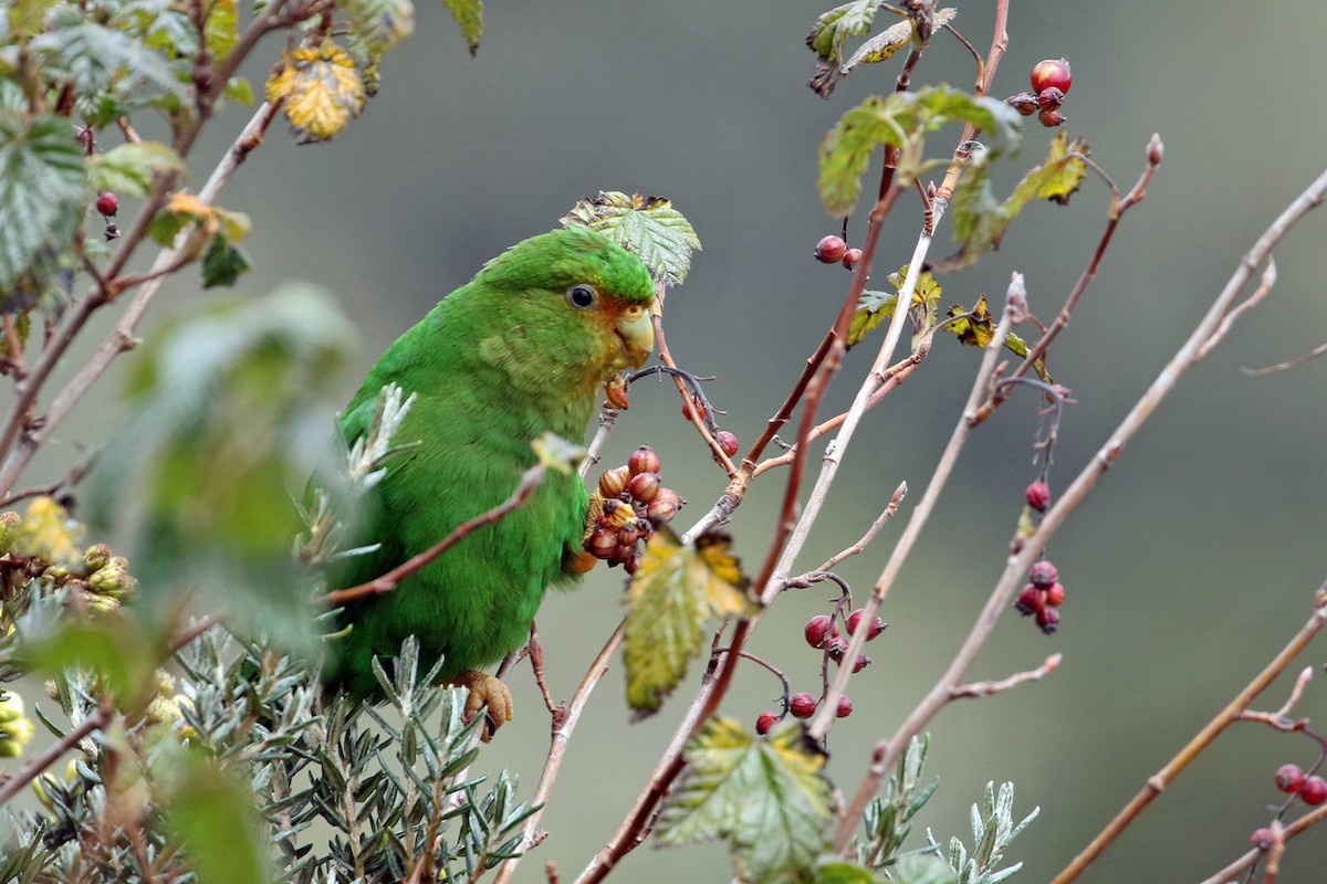 Rufous-fronted Parakeet - ML640674704