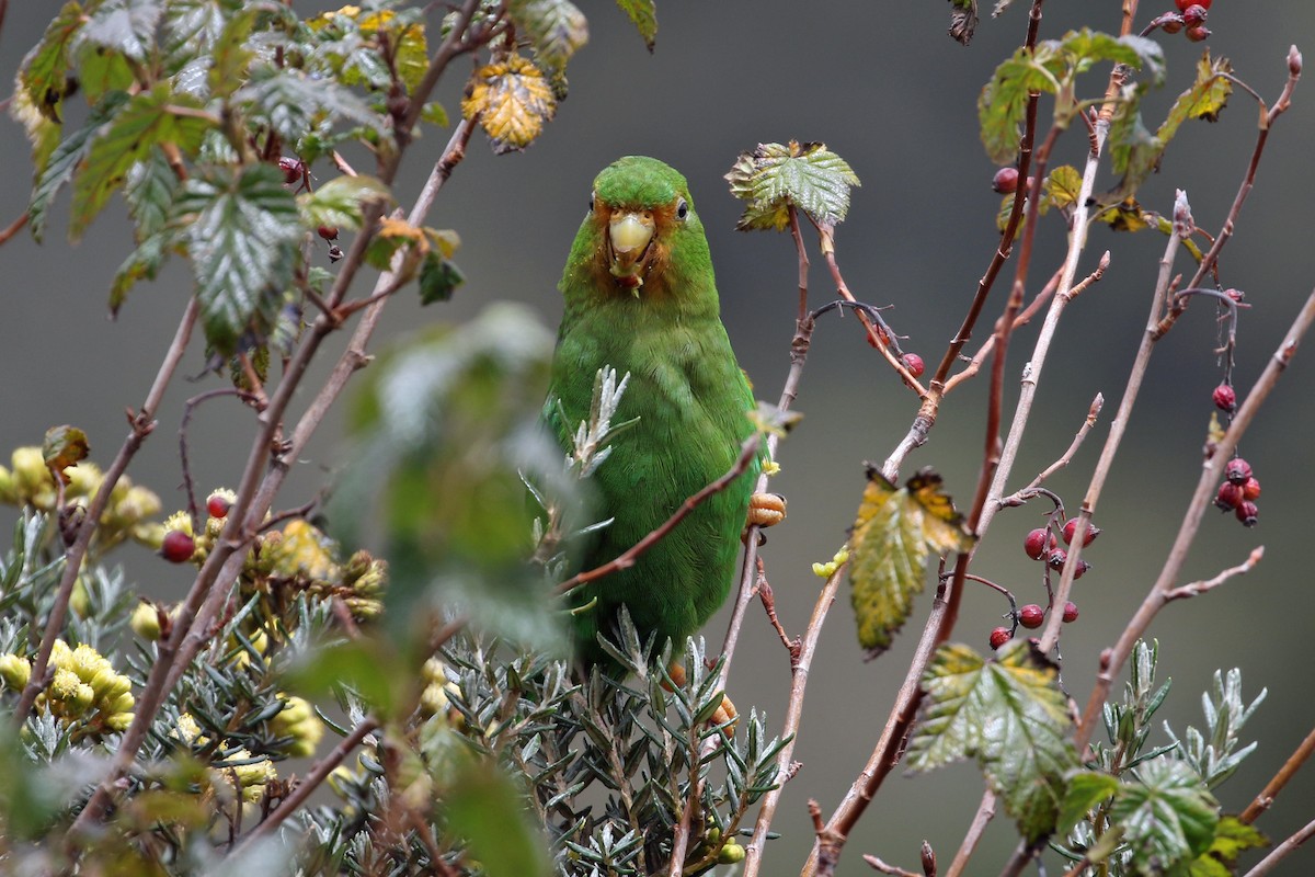 Rufous-fronted Parakeet - ML640674705