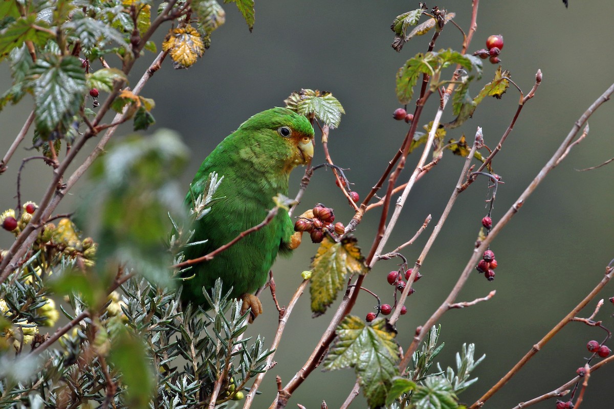 Rufous-fronted Parakeet - ML640674706