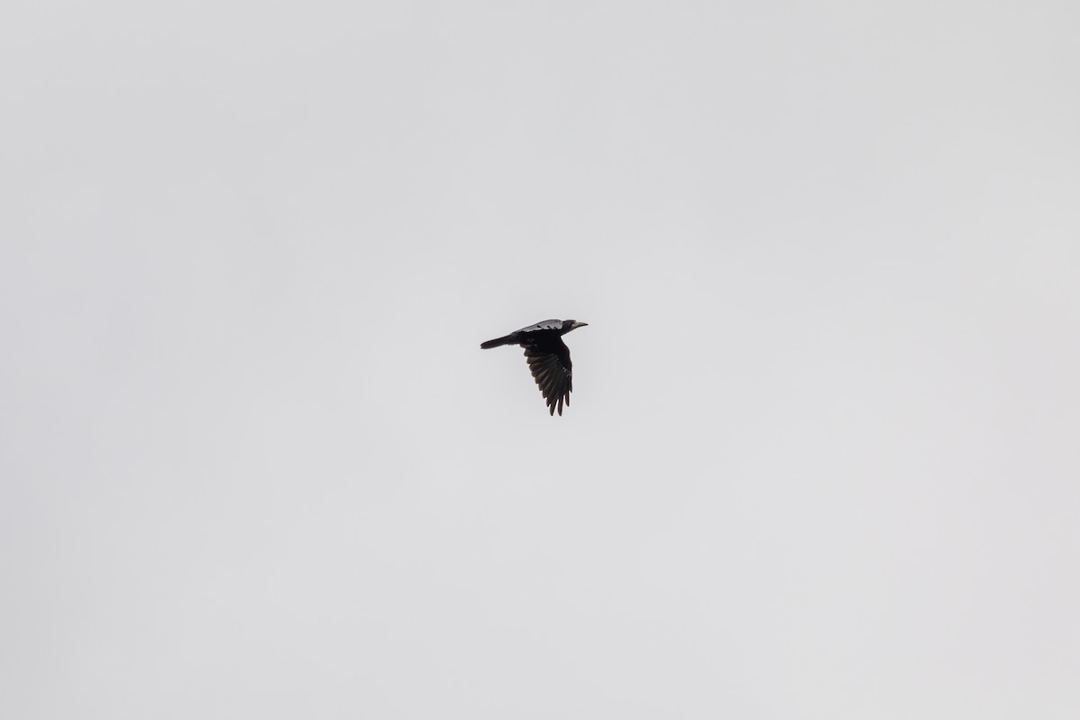 Rook - ML640674708