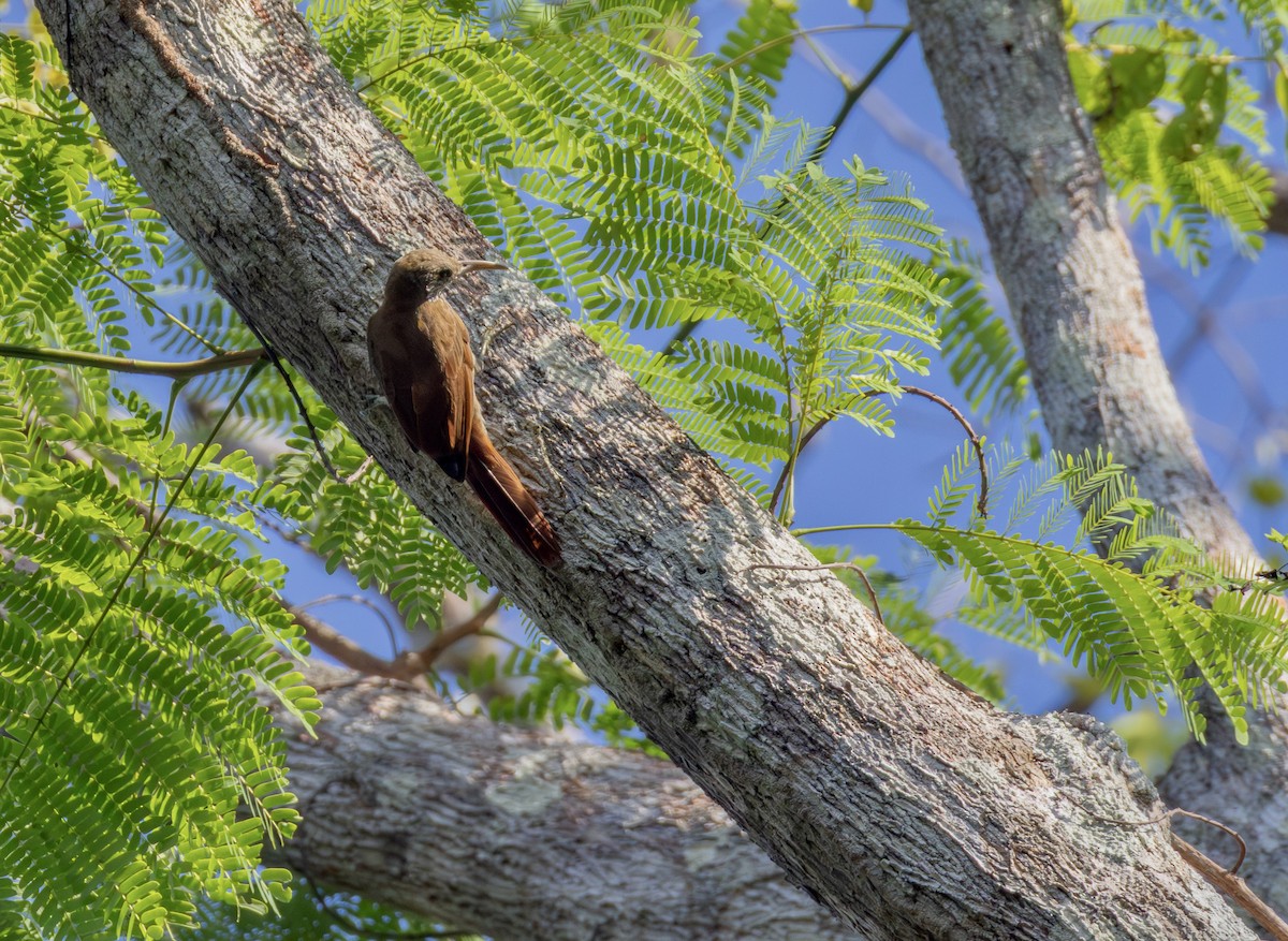 Dusky-capped Woodcreeper - ML640674715