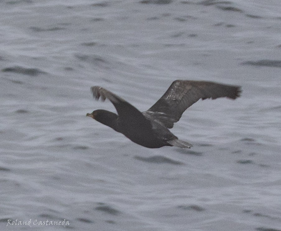 Тураг гогой - ML640674724