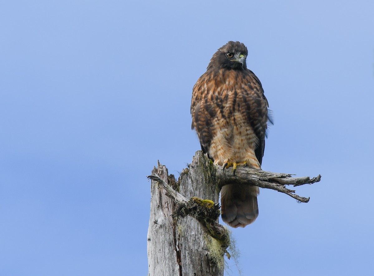 アカオノスリ（calurus／alascensis） - ML640674740