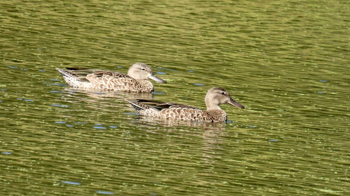 Blue-winged Teal - ML640674806