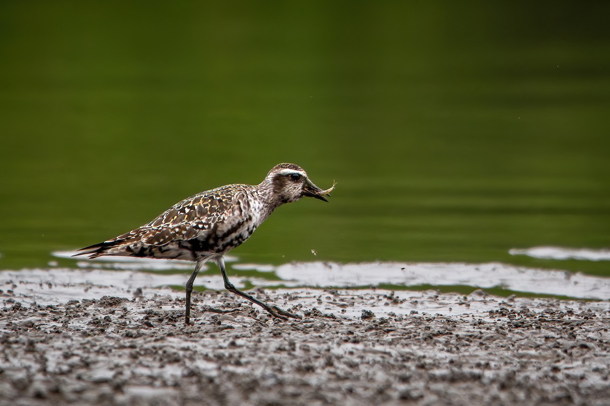 American Golden-Plover - ML640674947