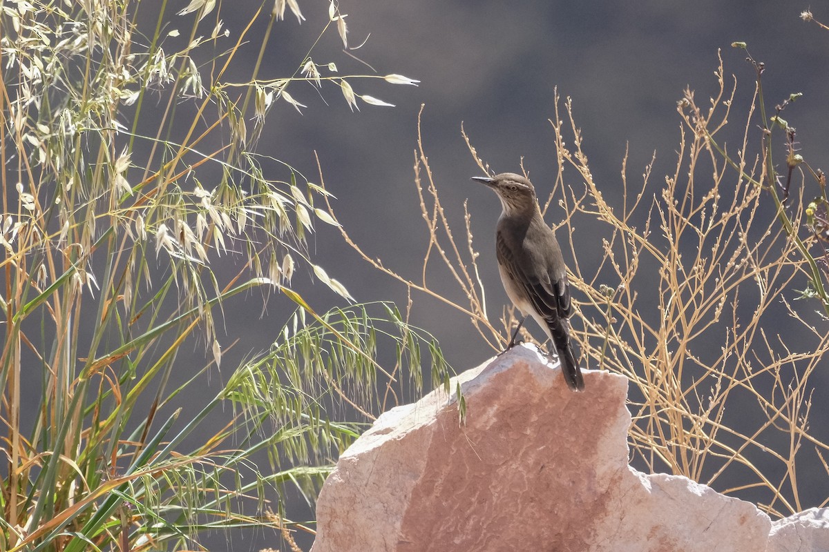 Black-billed Shrike-Tyrant - ML640675035