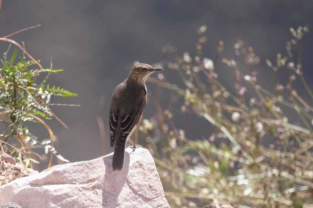 Black-billed Shrike-Tyrant - ML640675036