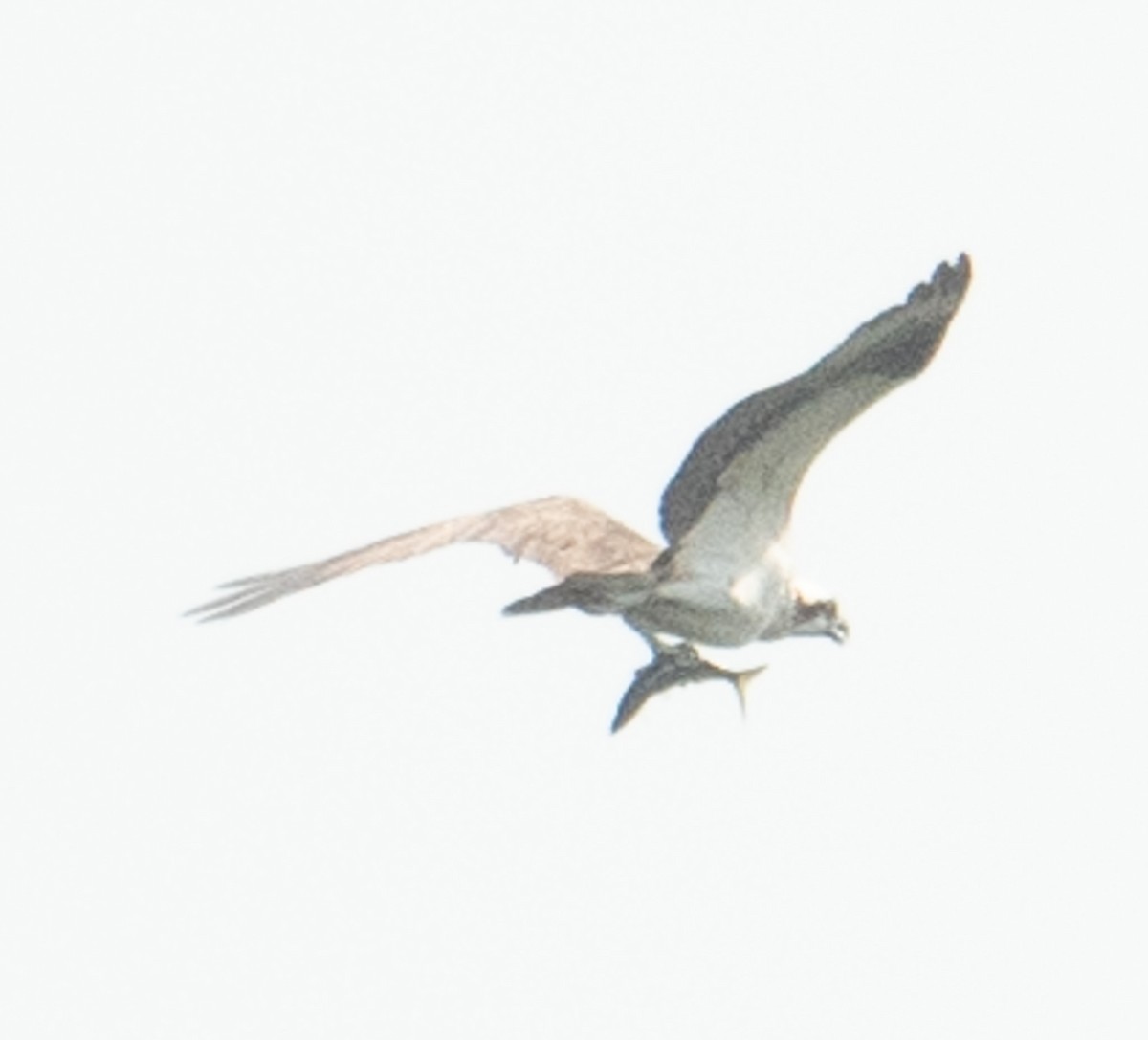 Balık Kartalı - ML640675057