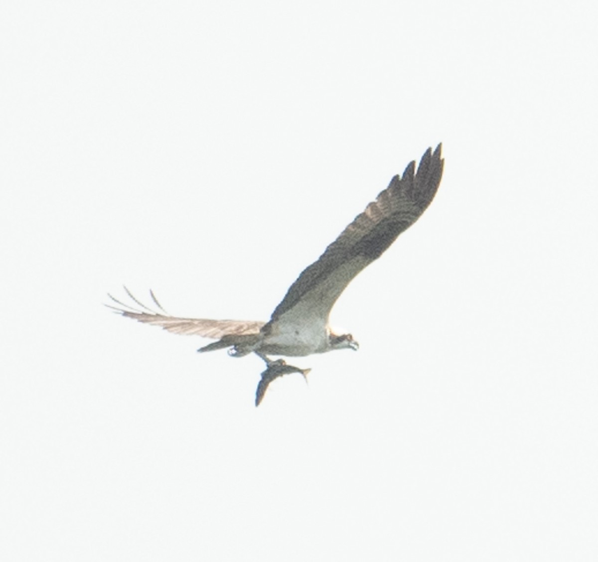 Balık Kartalı - ML640675058