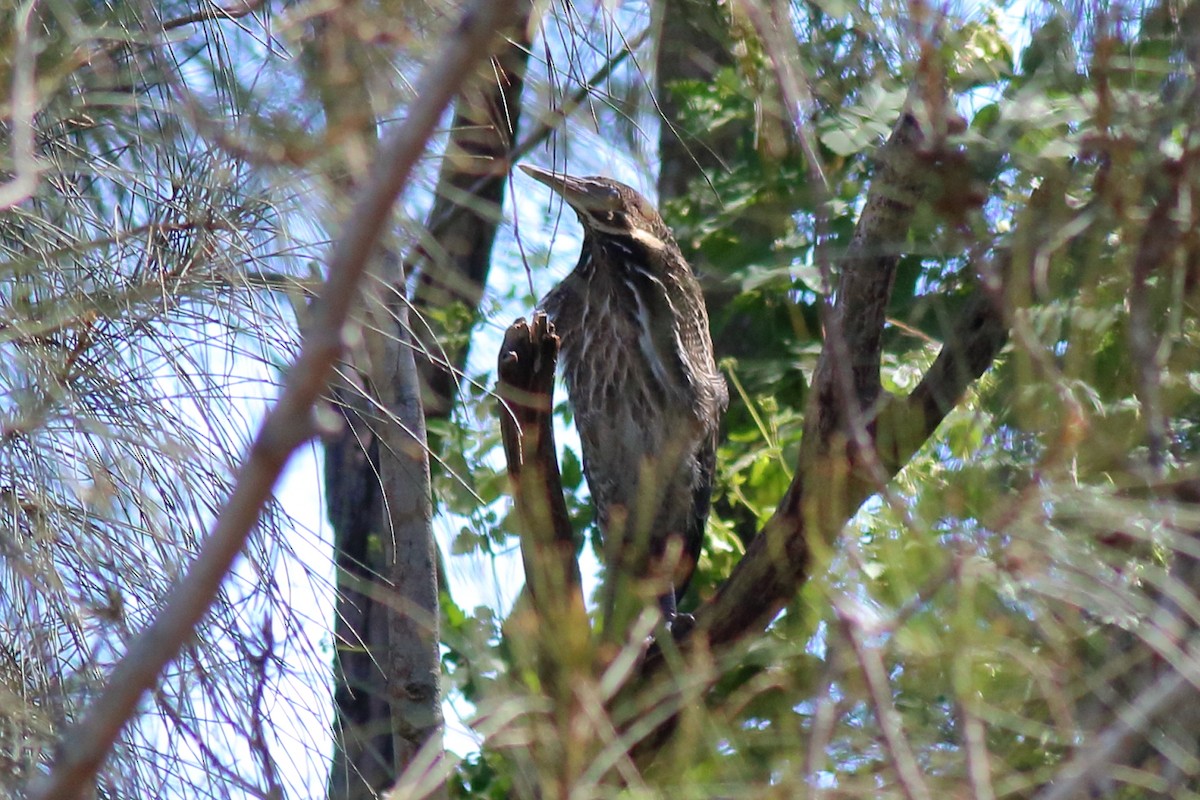 Black Bittern - ML640675114
