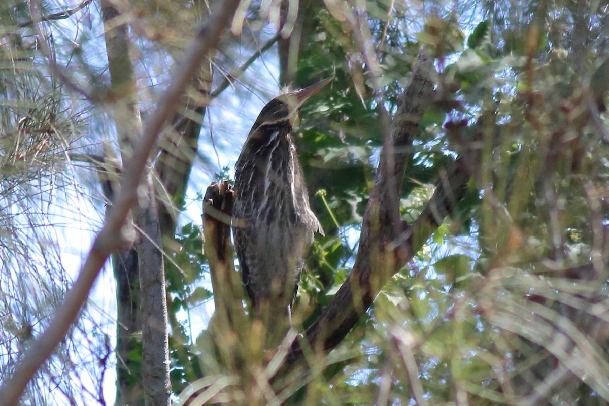 Black Bittern - ML640675115