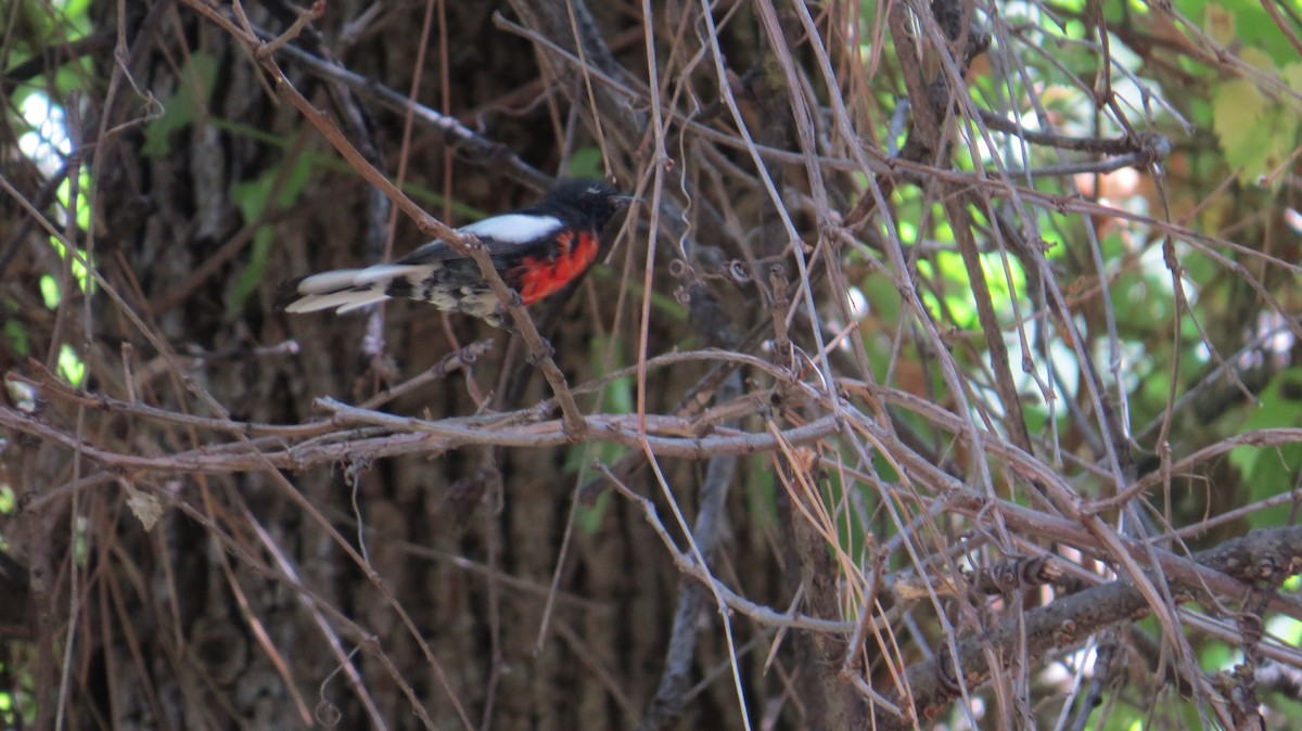 Painted Redstart - ML640675149