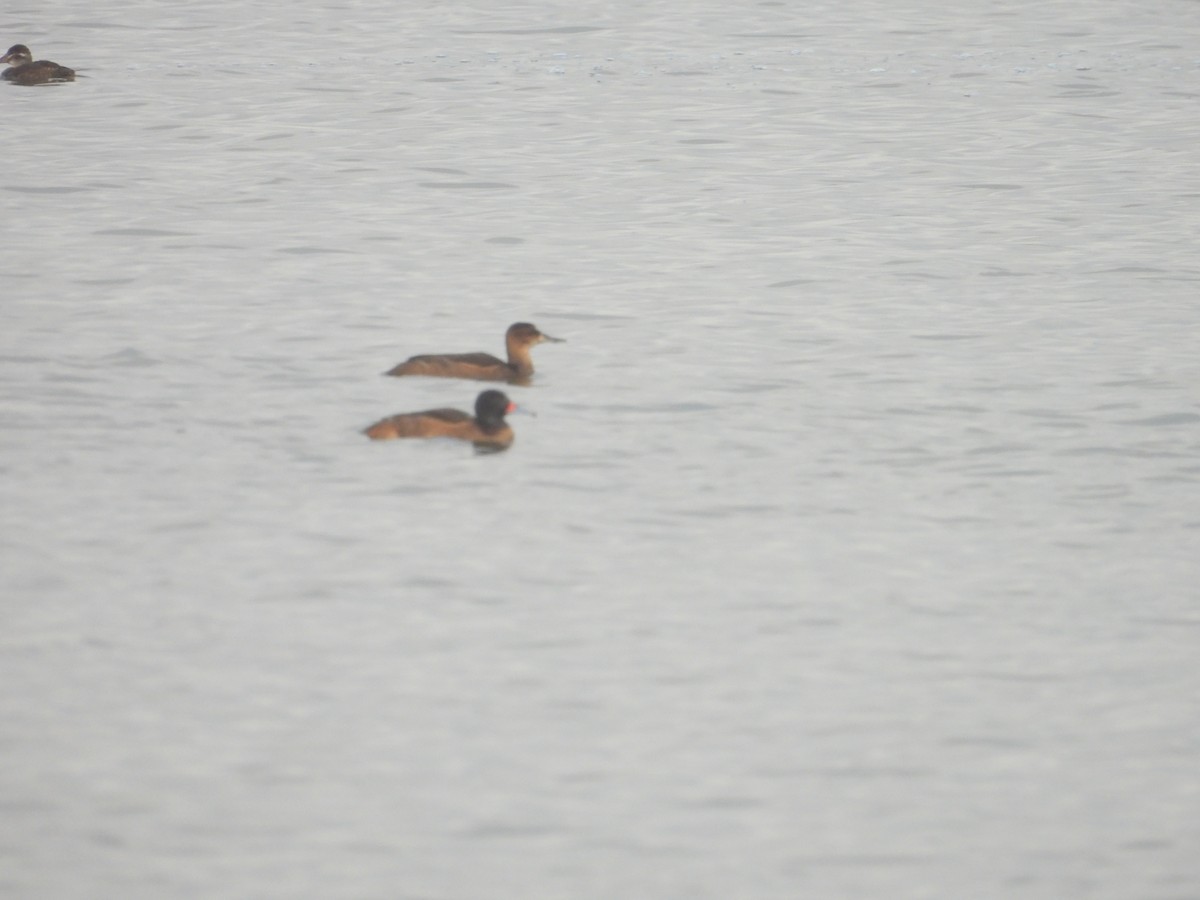 Black-headed Duck - ML640675180