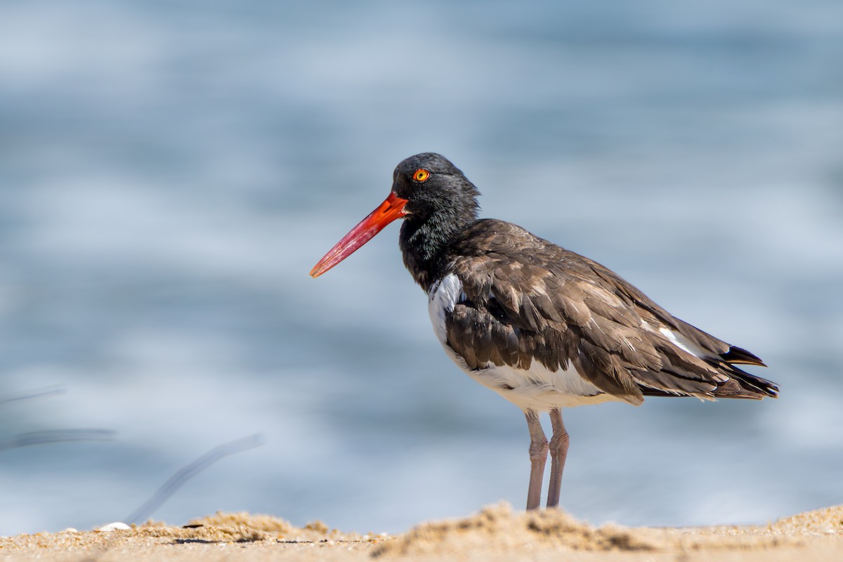 Американский кулик-сорока - ML640675182