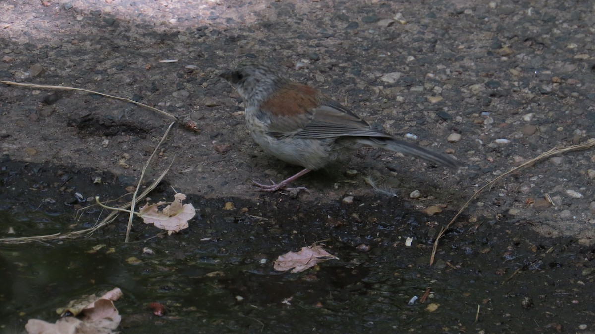 Dark-eyed Junco (Red-backed) - ML640675203