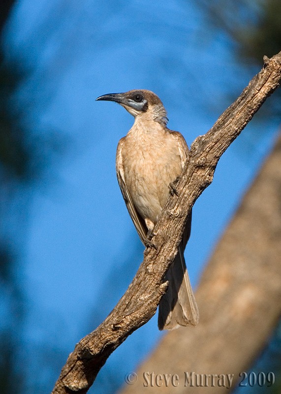 Little Friarbird - ML64067531